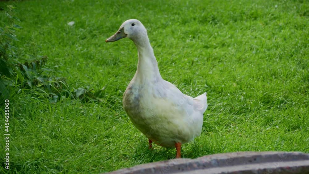 A white domestic duck standing on the green grass on a summer morning. A black duck walking in a background A white domestic duck standing on the green grass on a summer morning. A black duck walking in a background