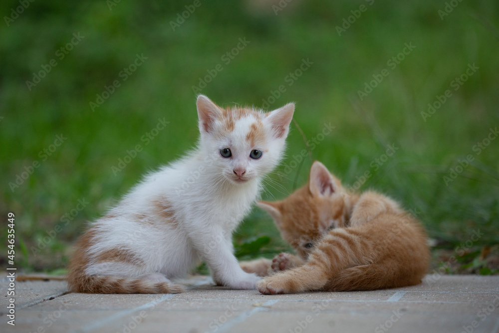 Gatti 7 Gatti 7