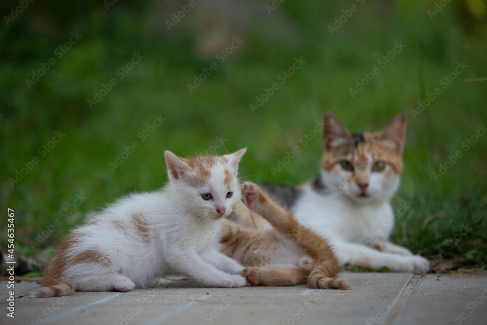 Gatti 5 Gatti 5