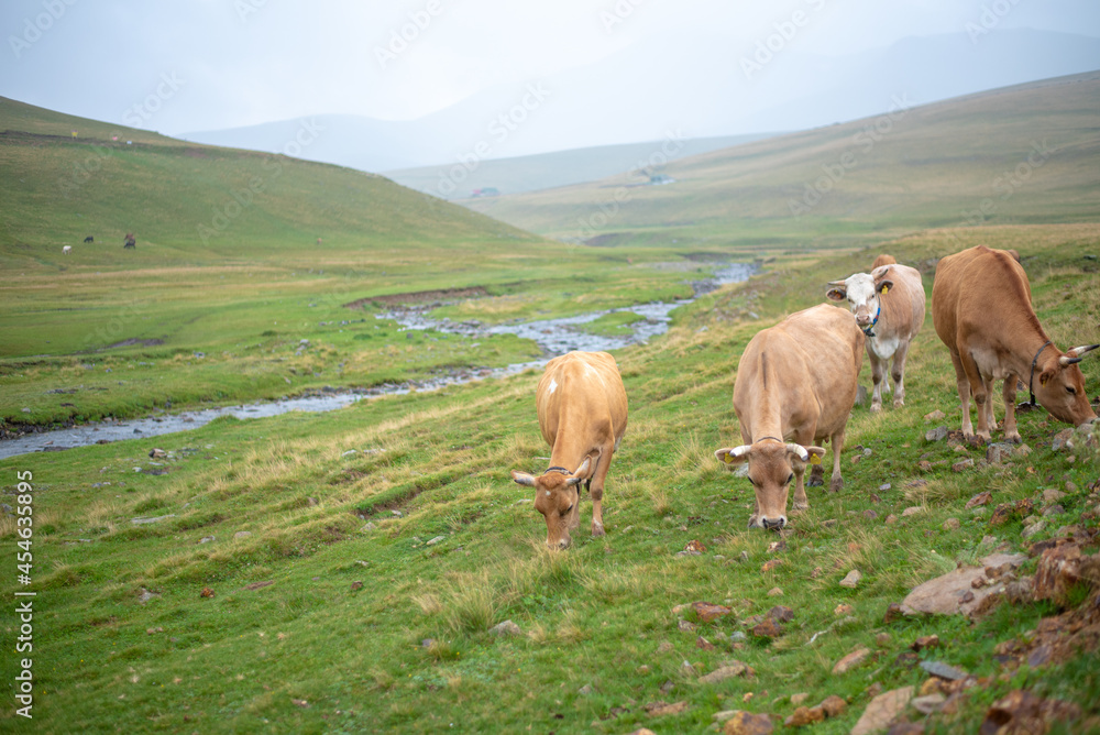 Mountain and cows on green meadow, summer landscape.