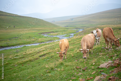 Mountain and cows on green meadow, summer landscape.