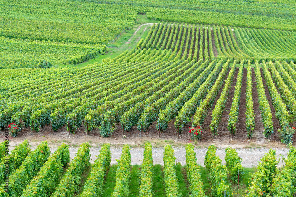 View on green pinot noir grand cru vineyards of famous champagne houses in Montagne de Reims near Verzenay, Champagne, France View on green pinot noir grand cru vineyards of famous champagne houses in Montagne de Reims near Verzenay, Champagne, France
