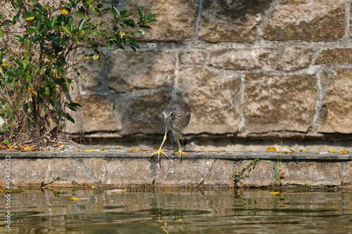 Bird standing above water