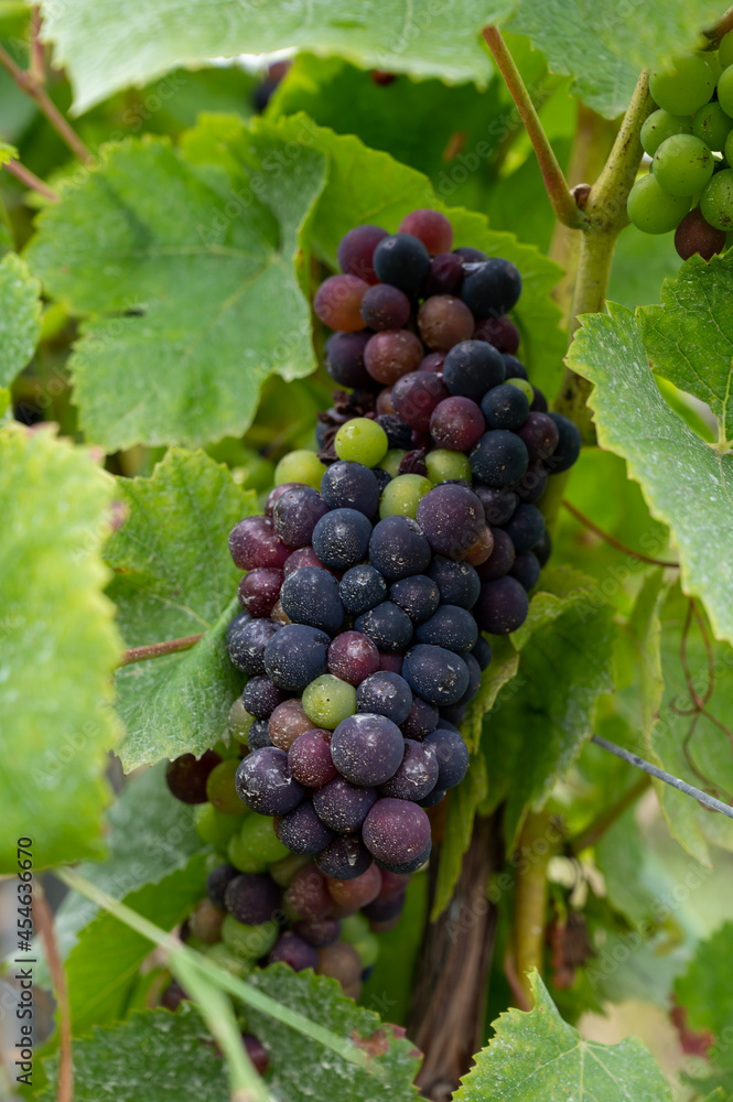 Pinot noir wine grapes ripening on grand cru vineyards of famous champagne houses in Montagne de Reims near Verzenay, Champagne, France Pinot noir wine grapes ripening on grand cru vineyards of famous champagne houses in Montagne de Reims near Verzenay, Champagne, France