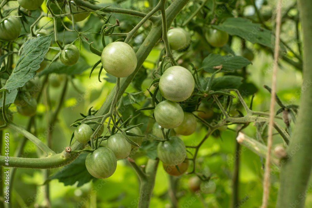 Fototapeta premium A branch of green cherry tomatoes in a greenhouse.