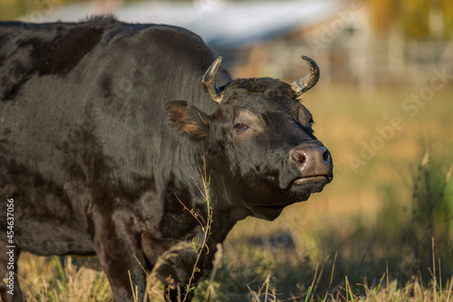 Fototapeta Naklejka Na Ścianę i Meble -  Close-up portrait of a black bull