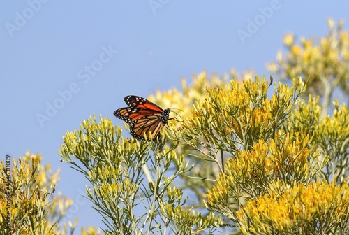 A pretty Monarch butterfly atop a wild Rabbitbrush bush in Colorado with a light blue sky background.
 photo