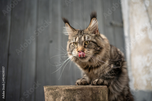 hungry tabby maine coon cat with long ear tips rearing up on tree stump licking lips with copy space