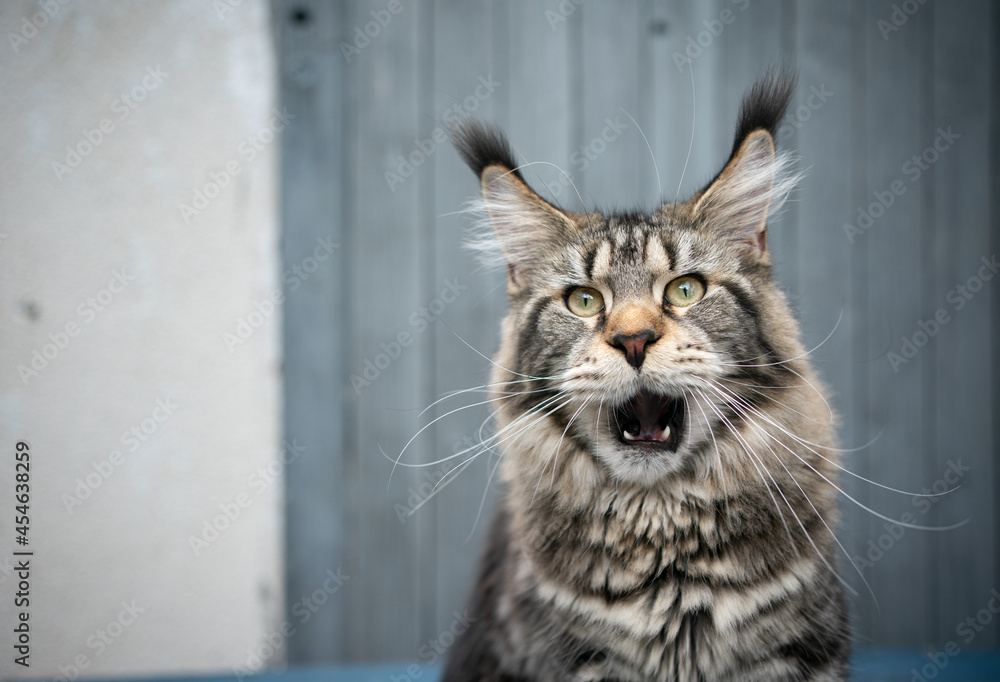 tabby maine coon cat with long ear tips making funny face looking