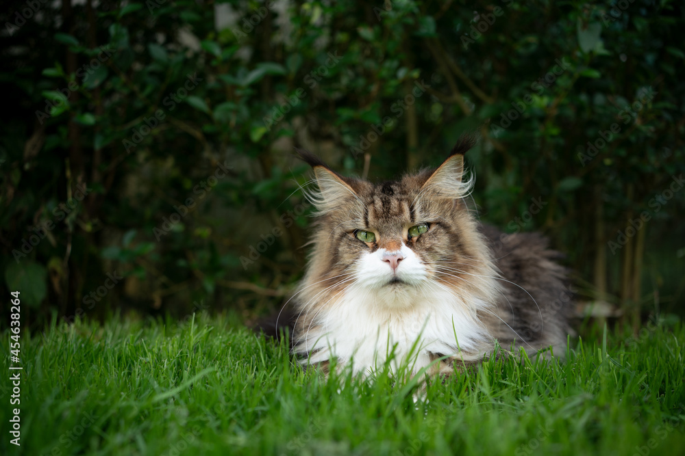 fluffy tabby white maine coon cat lying on front on green grass in front of a hedge looking at camera