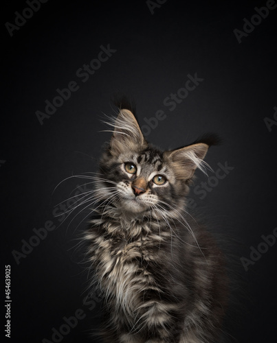 cute tabby maine coon kitten sitting on wood looking at camera tilting head © FurryFritz