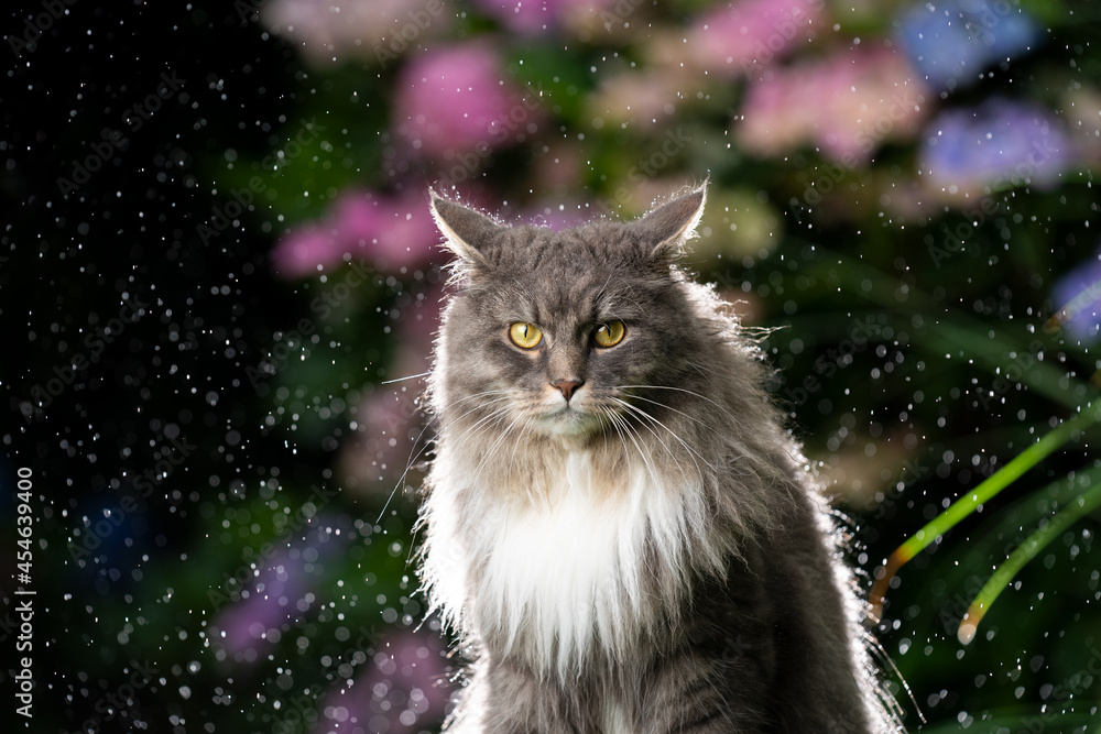 blue tabby maine coon cat outdoors in the rain back lit portrait