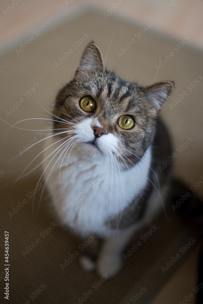 cute tabby white british shorthair cat sitting on the floor looking up ...