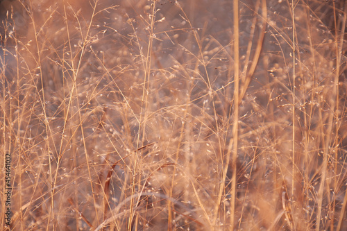 Obraz na płótnie Background of dry grass at sunset w salonie