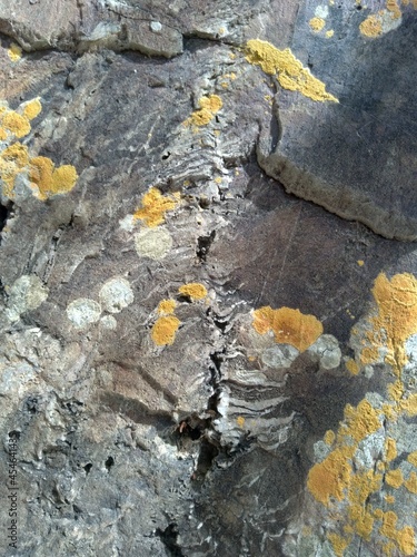 Afloramentos em rochas contendo fendas com veios e vênulas brancas - Caatinga, Nordeste do Brasil