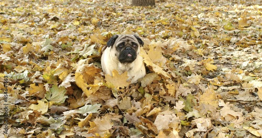 September Pug Funny cute pug dog covered in yellow leaves in the autumn park, forest ...