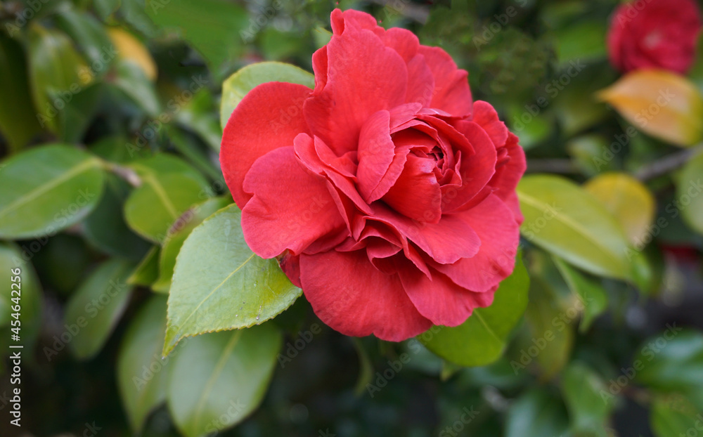 Incredible beautiful red camellia - Camellia japonica, known as common camellia or Japanese camellia.