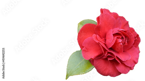 Isolated Incredible beautiful red camellia - Camellia japonica flower with leaves  known as common camellia or Japanese camelliaon white background.