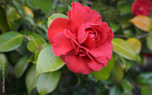 Incredible beautiful red camellia - Camellia japonica, known as common camellia or Japanese camellia.