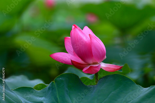 Lotus in full bloom  in the park in the pond