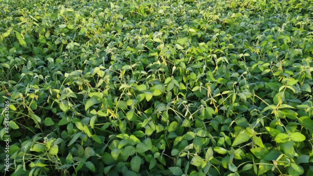 Aerial shot of green soybean field at agricultural farm Aerial shot of green soybean field at agricultural farm