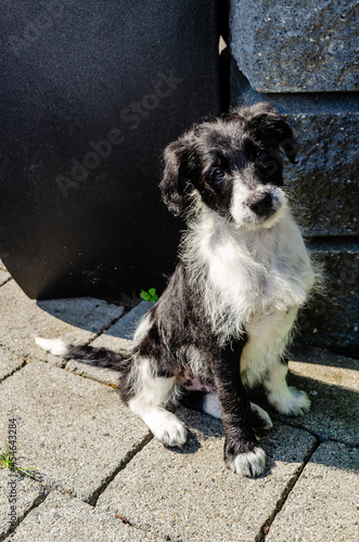 Bordoodle Puppy - A cross between a Poople and a Border Collie creates an adorable Bordoodle puppy