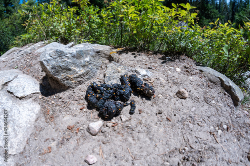 Black bear scat poop with berries, along a trail in Grand Teton National Park photo