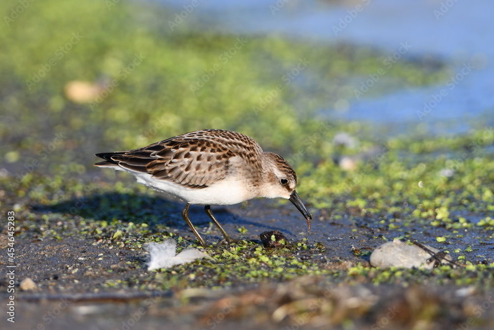 Semipalmated Sandpiper on beach eating eating a tiny invertebrate Semipalmated Sandpiper on beach eating eating a tiny invertebrate