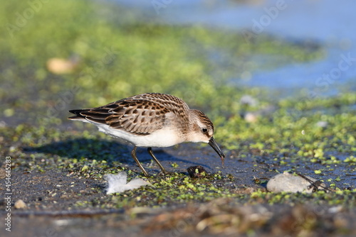 Semipalmated Sandpiper on beach eating eating a tiny invertebrate 