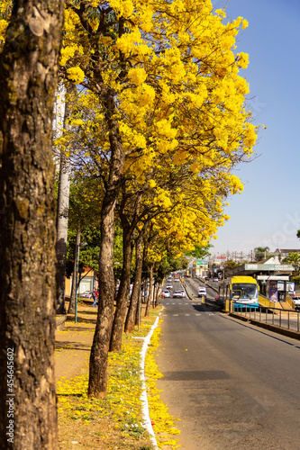 Um trecho da Avenida Anhanguera com vários ipês amarelos floridos.