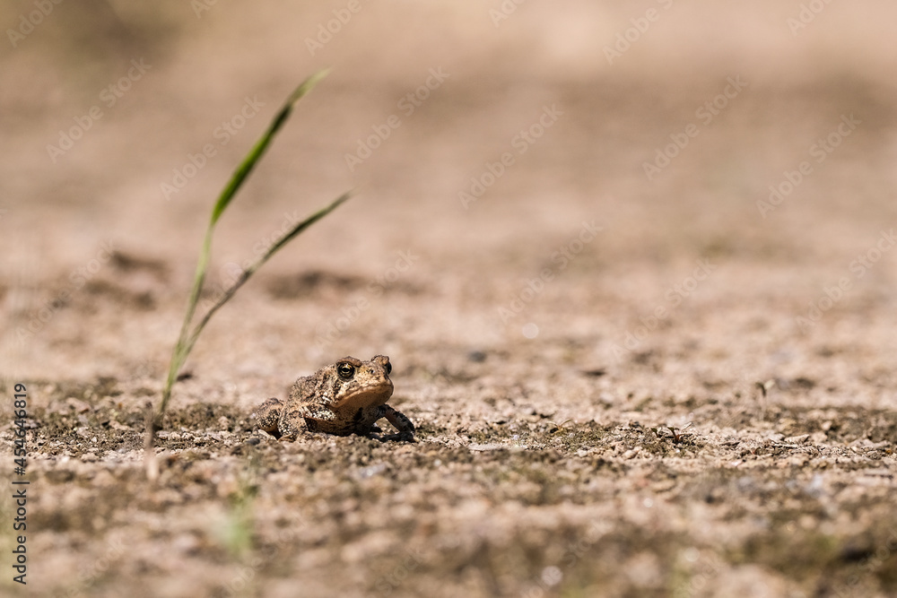 Jeune crapaud d'Amérique immobile sur le sable à côté d'une herbacée.