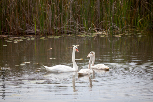 Swans swimming through a watery marsh in Ontario.