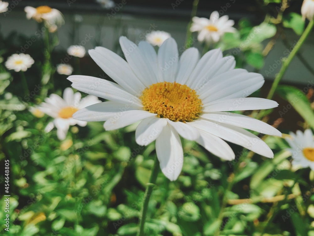 Fototapeta premium daisies in a garden