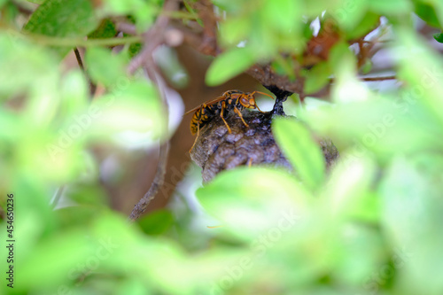草の中でこっそり巣を作るアシナガバチ