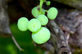 Green Grapes 09