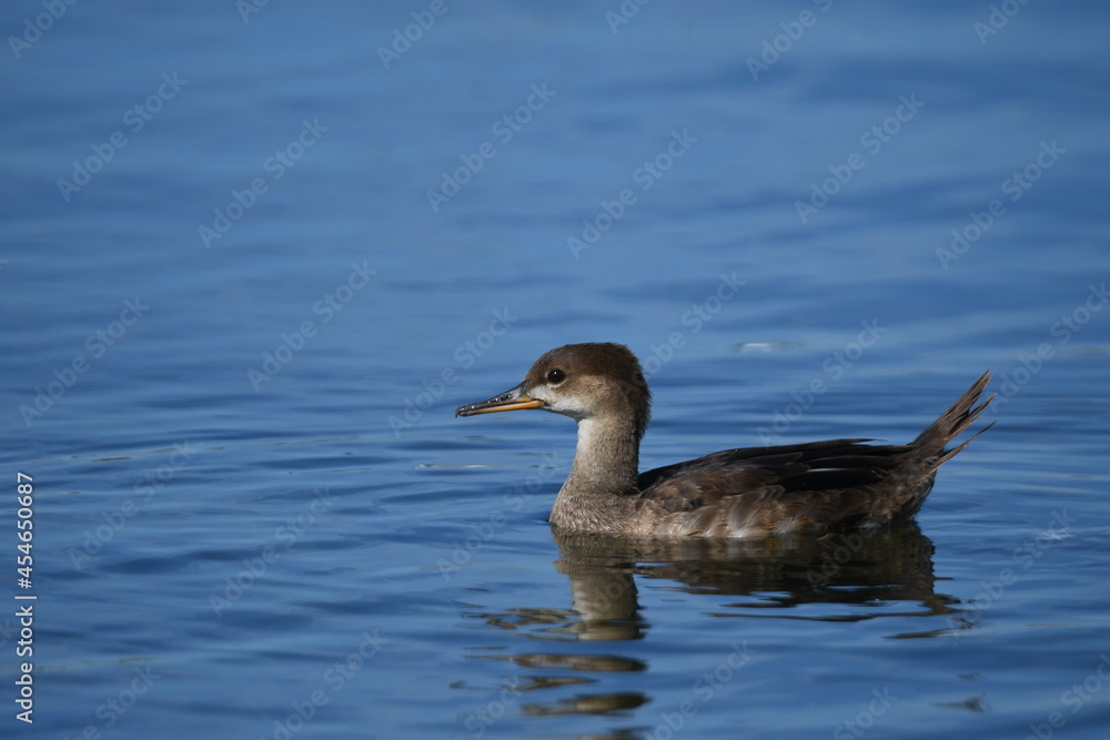 Juvenile Common Merganser duck swimming along shore of lake 