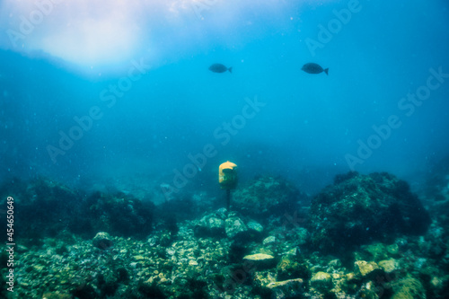 海底のポスト © ton_summer