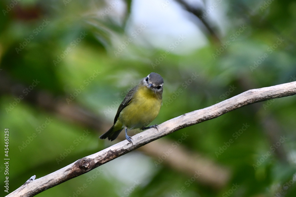 Philadelphia Vireo sits perched on a branch in the forest