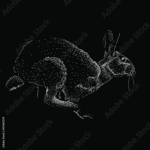 rabbit vector drawing illustration. vector isolated element on the white background