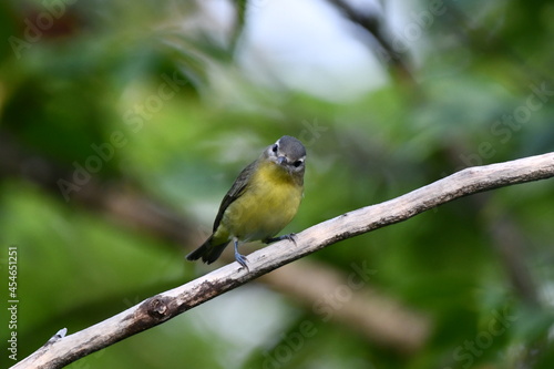 Philadelphia Vireo sits perched on a branch in the forest