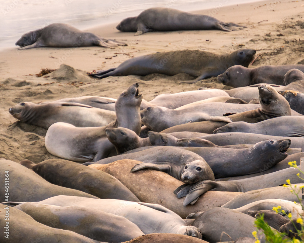 Fototapeta premium animals, Beach, Califoenia Central Coast, company, Elephant seals, e-seals, females, huddle, huge, mammals, marine, molting, Nothern, piedras Blancas