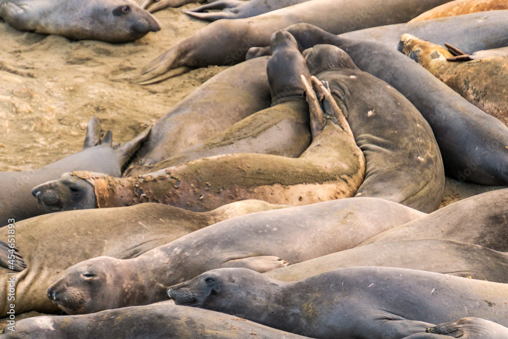 animals, Beach, Califoenia Central Coast, company, Elephant seals, e-seals, females, huddle, huge, mammals, marine, molting, Nothern, piedras Blancas animals, Beach, Califoenia Central Coast, company, Elephant seals, e-seals, females, huddle, huge, mammals, marine, molting, Nothern, piedras Blancas