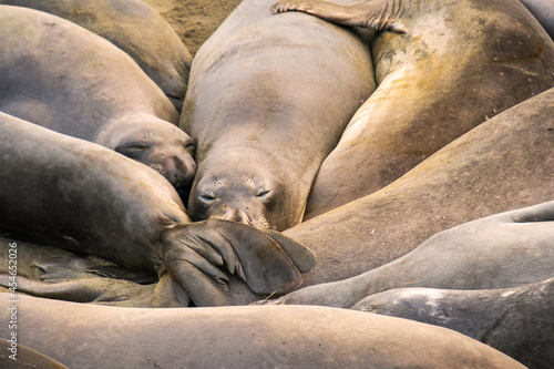 animals, Beach, Califoenia Central Coast, company, Elephant seals, e-seals, females, huddle, huge, mammals, marine, molting, Nothern, piedras Blancas