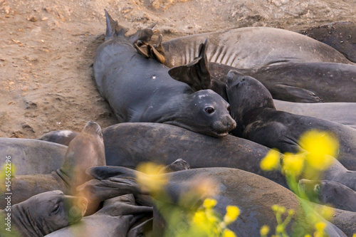 animals, Beach, Califoenia Central Coast, company, Elephant seals, e-seals, females, huddle, huge, mammals, marine, molting, Nothern, piedras Blancas