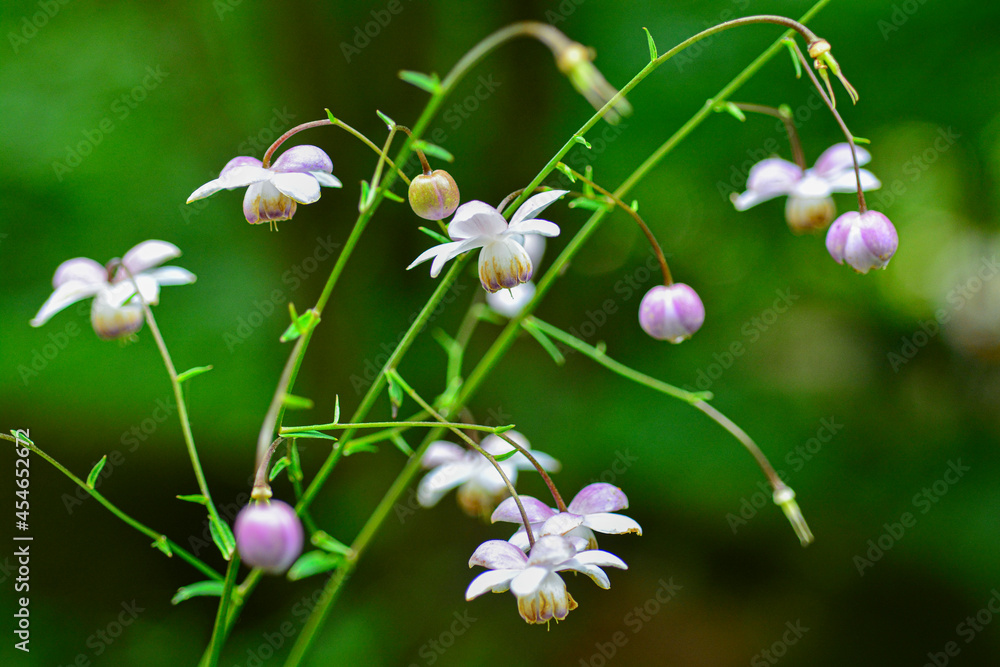 森の妖精 レンゲショウマ Stock Photo Adobe Stock