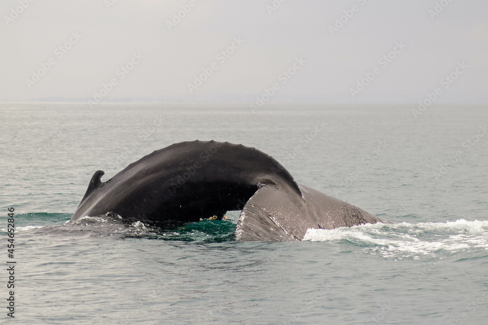 Fototapeta premium Iceland