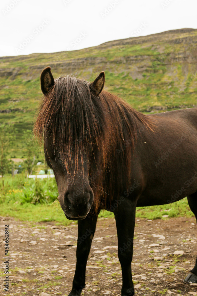 Fototapeta premium Iceland