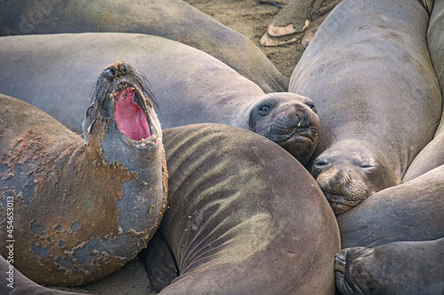 animals, Beach, Califoenia Central Coast, company, Elephant seals, e-seals, females, huddle, huge, mammals, marine, molting, Nothern, piedras Blancas