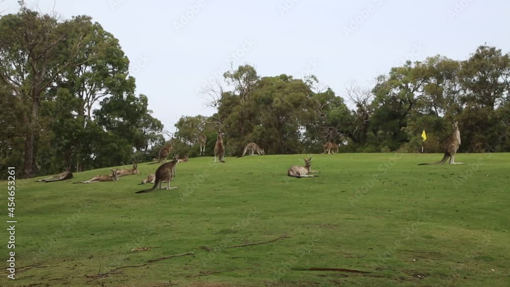 Kangaroo on the golf course - Australia Kangaroo on the golf course - Australia