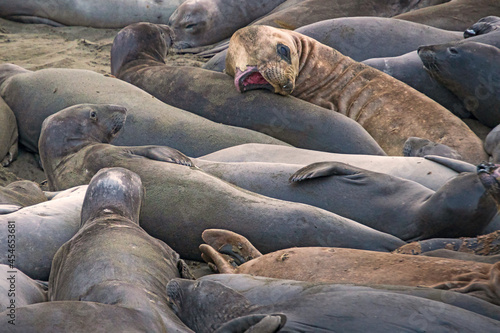animals, Beach, Califoenia Central Coast, company, Elephant seals, e-seals, females, huddle, huge, mammals, marine, molting, Nothern, piedras Blancas